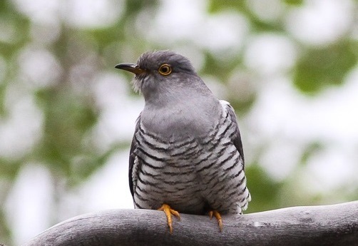 Common cuckoo