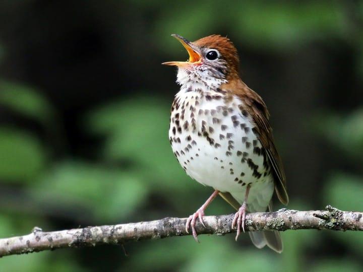 wood-thrush-cornell