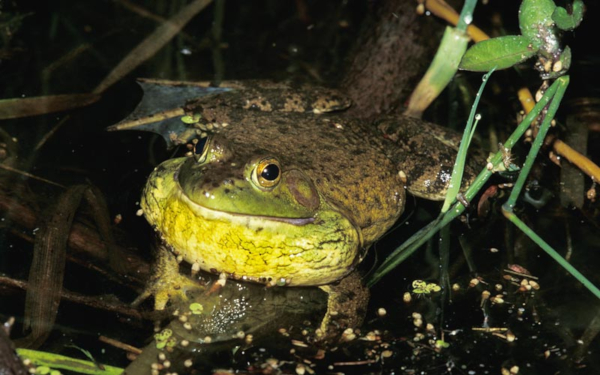 american_bullfrog_1